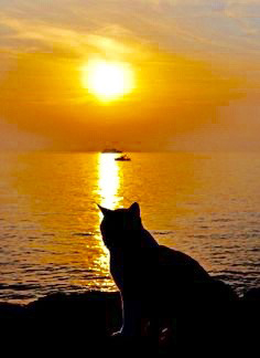 Kitty Looking at Sunset