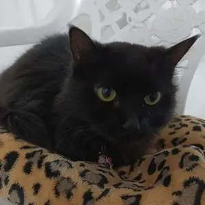 A black cat with yellow eyes lying on a leopard print cushion.