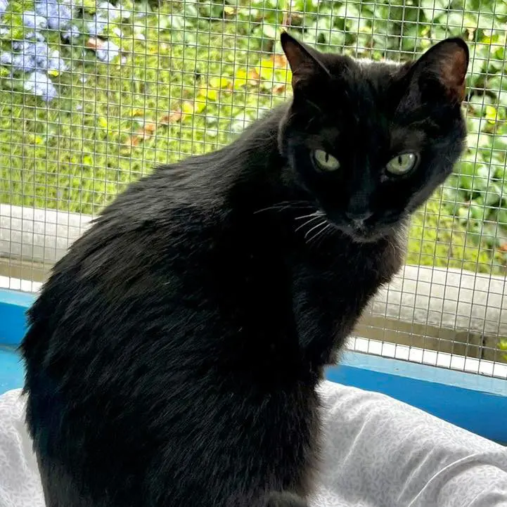 A black cat sitting on a white surface in front of a window with a screen.