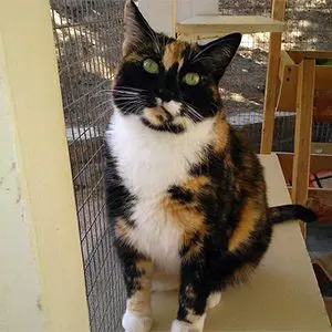 A calico cat sitting on a ledge with a mesh background.