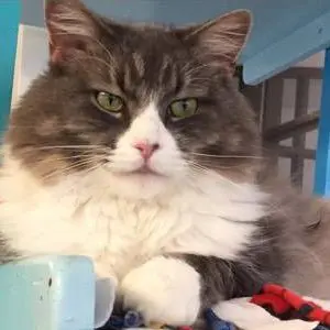 A cat sitting on top of a table.