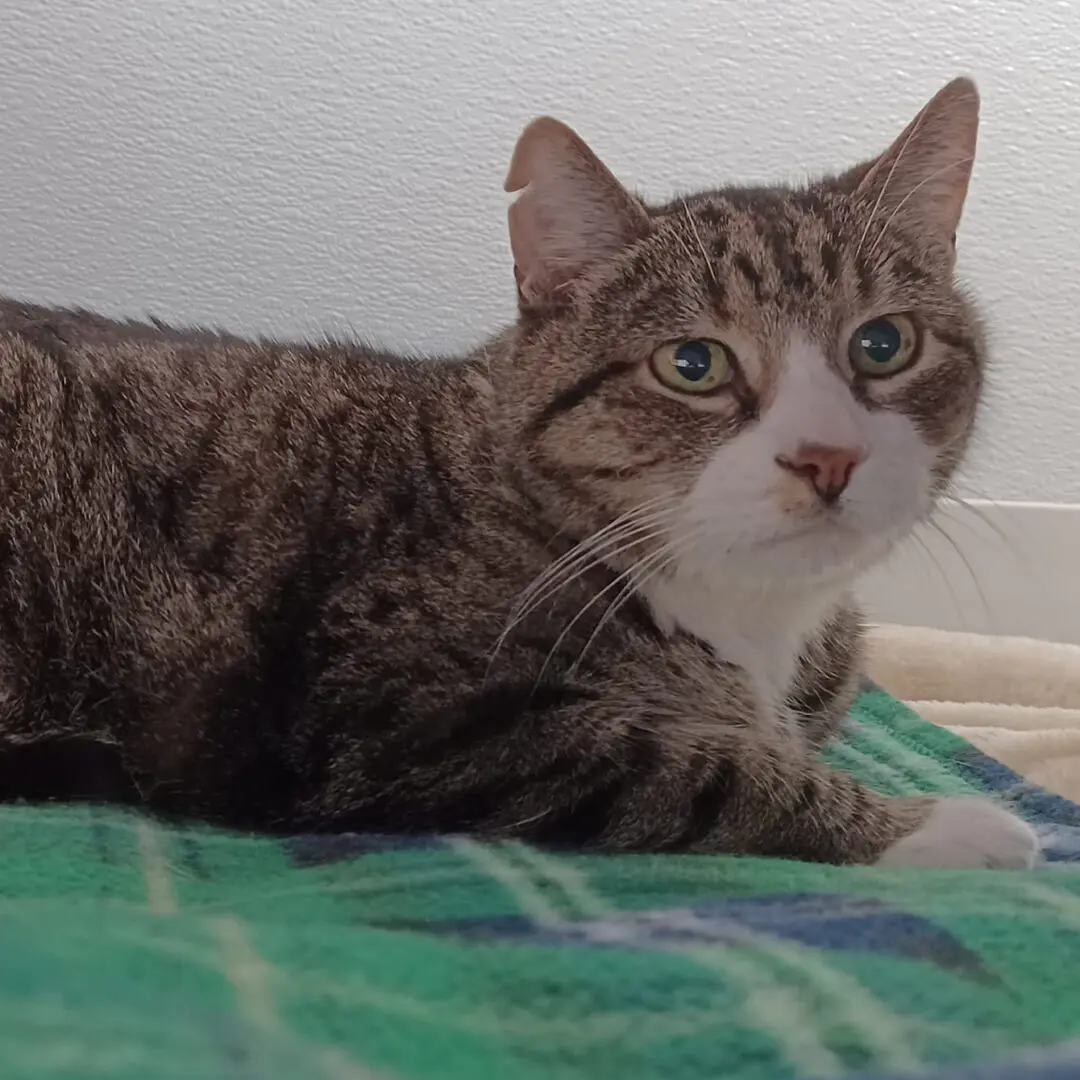 A cat laying on top of a blanket.