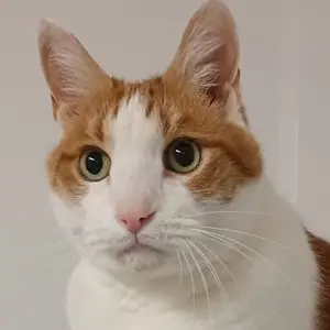 A close up of an orange and white cat