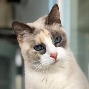 A cat with blue eyes and brown fur.