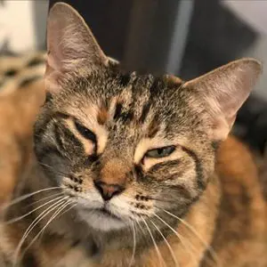 A cat with its eyes closed and it's head tilted to the side.