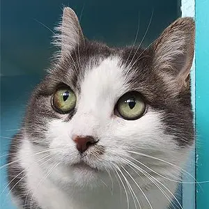 A cat with green eyes looking at the camera.