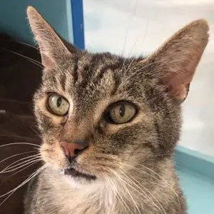 A cat sitting in front of a window looking at the camera.