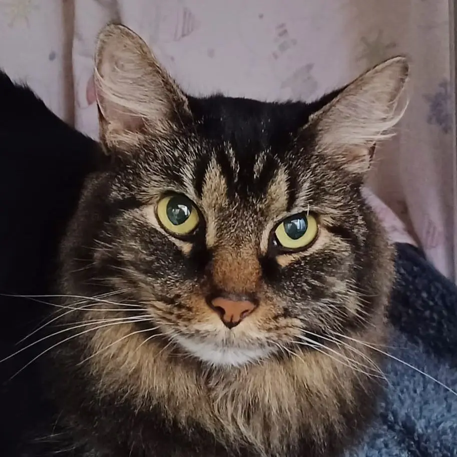 A cat sitting on top of a blanket.