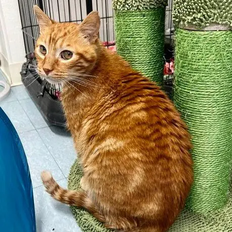 A cat sitting on top of a green carpet.