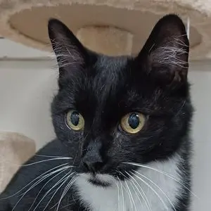 A black and white cat sitting on top of a brown toy.