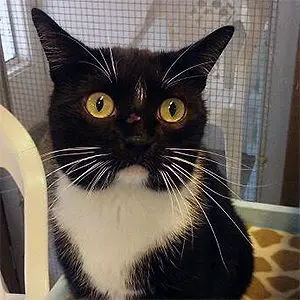 A black and white cat sitting on top of a chair.