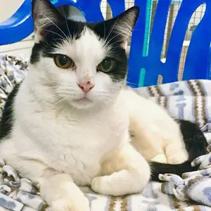 A black and white cat lying on a blue patterned blanket.