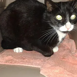 A black and white cat with alert eyes sitting on a pink towel.