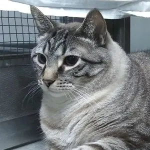 A gray tabby cat with black stripes and piercing eyes inside a cage.