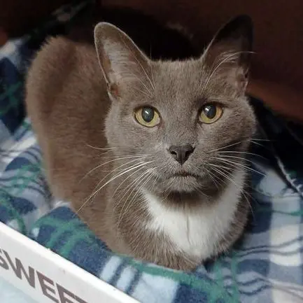 A grey cat with a white chin resting on a blue blanket inside a box.