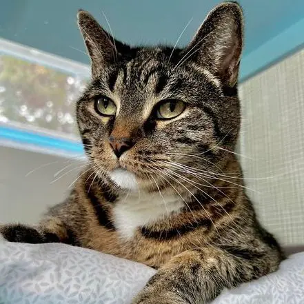 Tabby cat resting on a soft surface, looking to the side with a thoughtful expression.