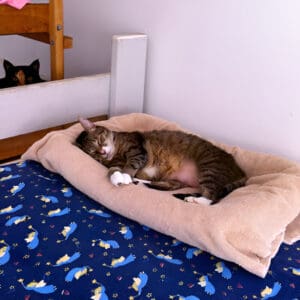 A cat laying on top of a bed with pillows.