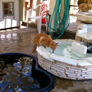 A cat drinking water from a fountain in the middle of a patio.