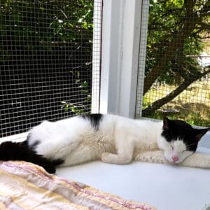 A cat is laying on the bed in front of a window.