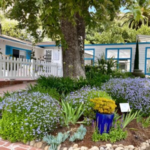 A blue vase in the middle of a garden.