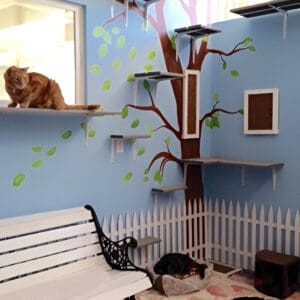 A cat sitting on top of a bench near a window.