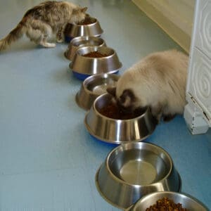 Two cats eating food from a bowl in front of a wall.