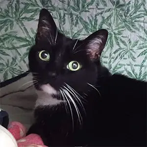 Black and white cat with striking green eyes looking at the camera.