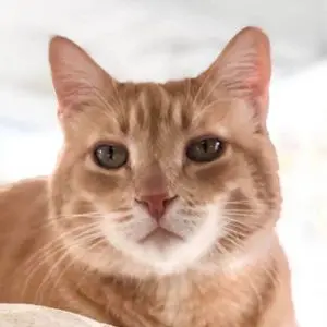 A close-up of an orange tabby cat looking directly at the camera.