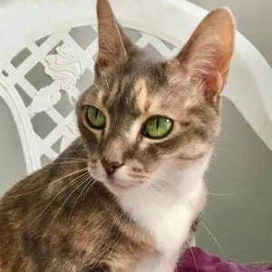 A tabby cat with green eyes sitting indoors.