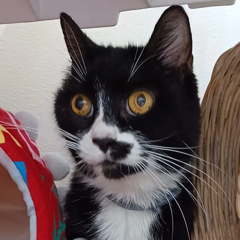 A close-up of a black and white cat with wide eyes looking directly at the camera.