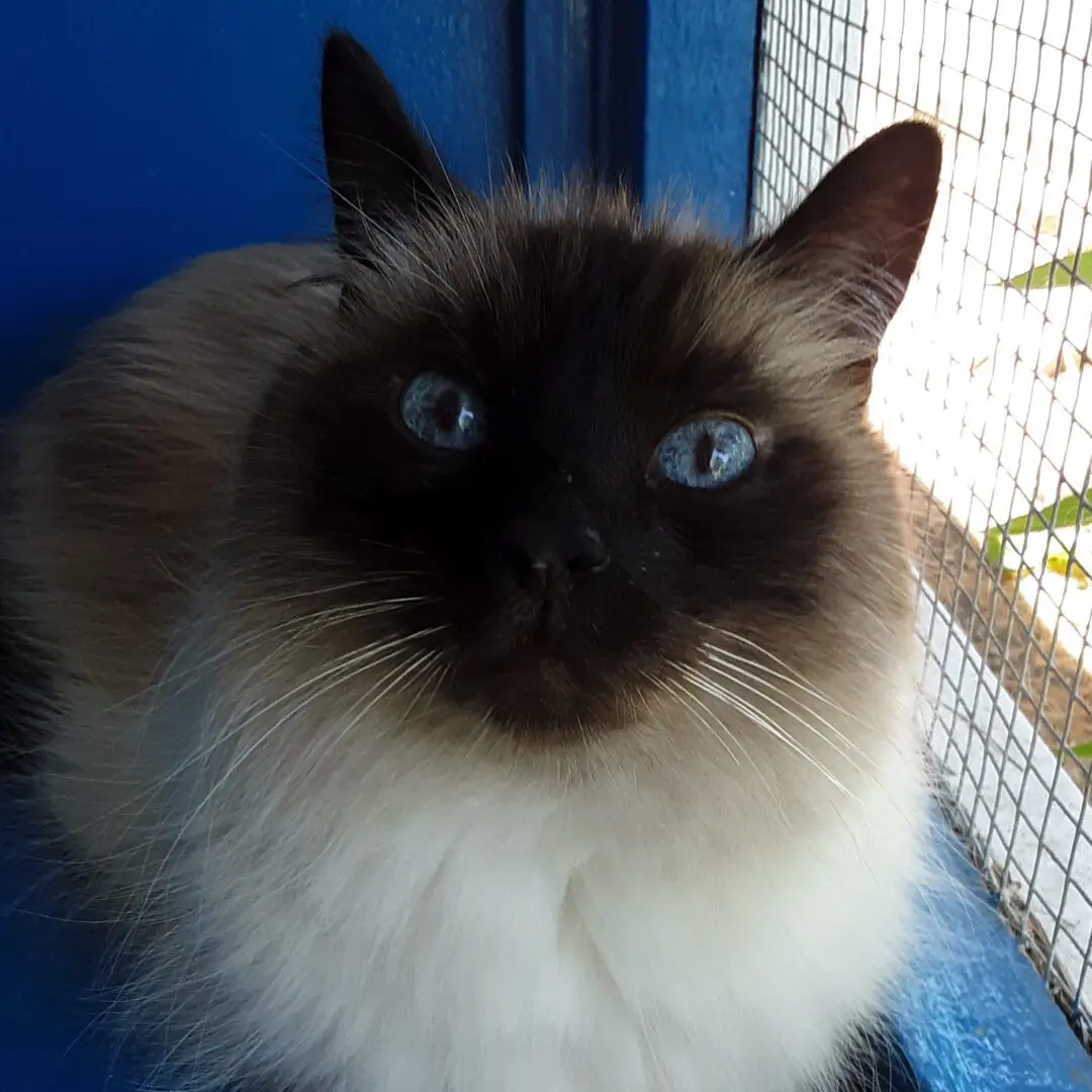 A siamese cat with striking blue eyes sitting in front of a blue backdrop.