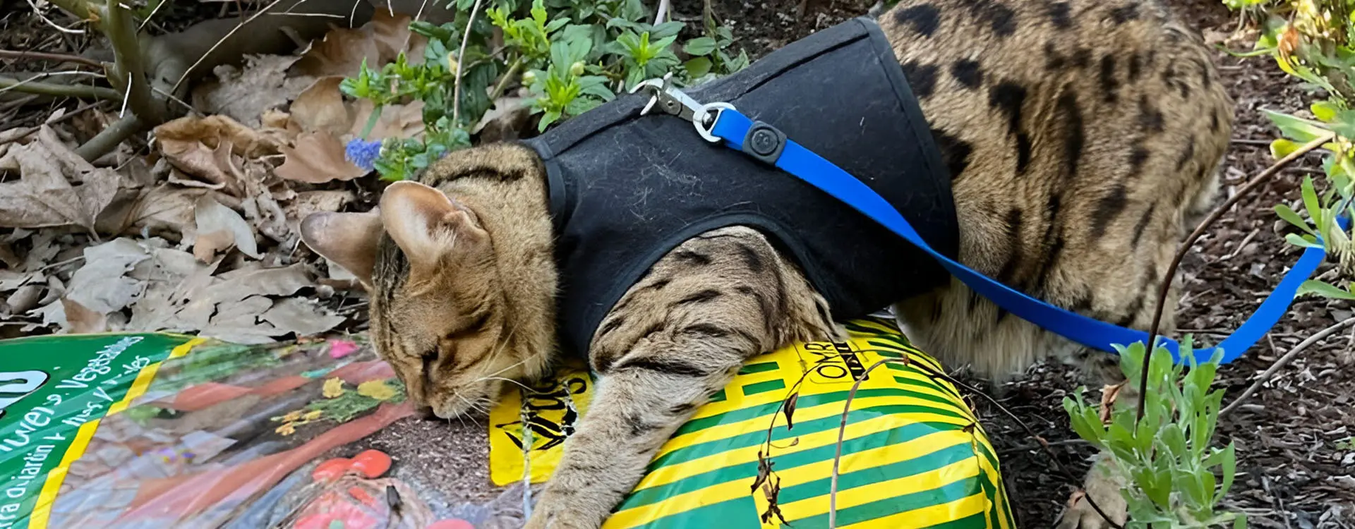 A cat wearing a jacket and leash laying on the ground.