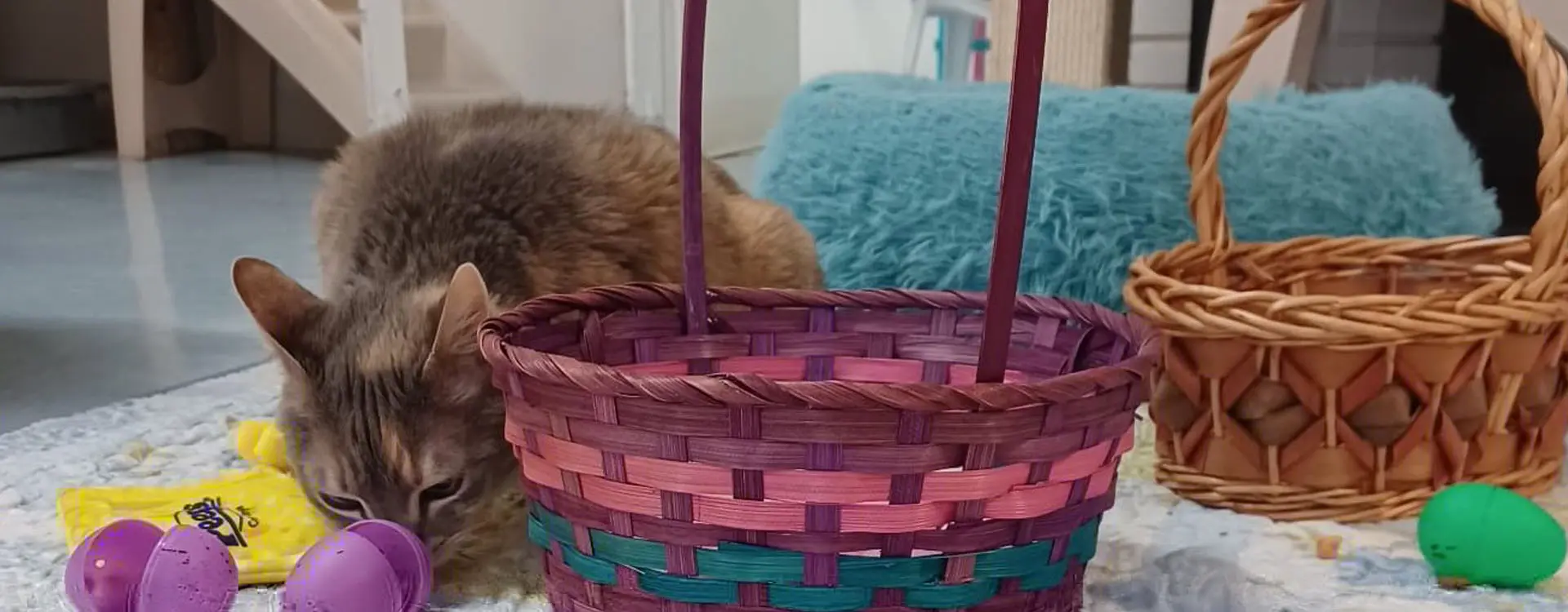 A cat is sitting in front of a basket.