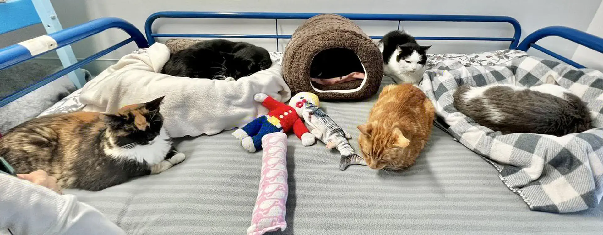 A group of cats laying on the floor with toys.