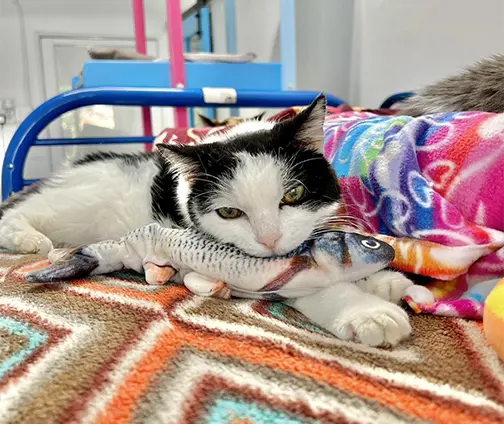 Kitty cuddling fish toy