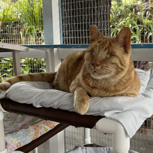 An orange cat with no eyes sitting on a bed