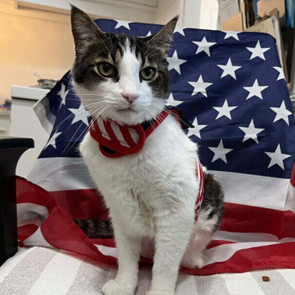 A cat with an American Flag