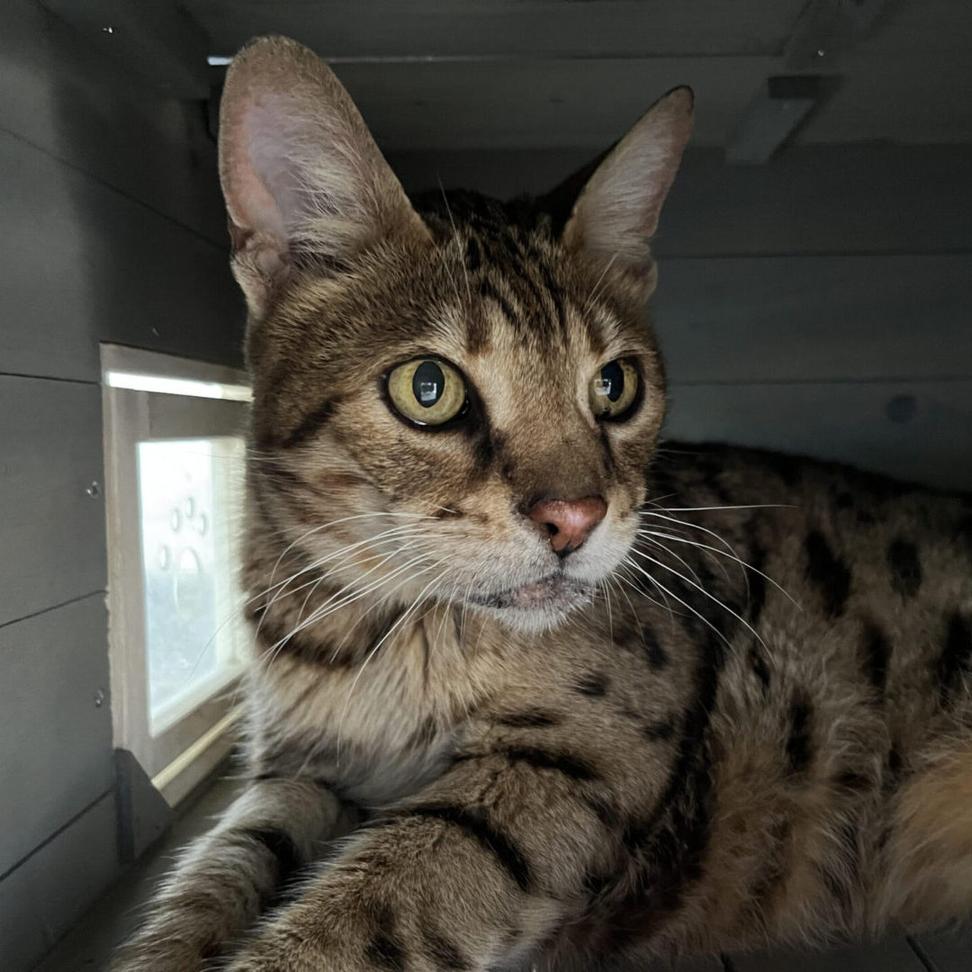 A Bengal cat sitting in a cat house