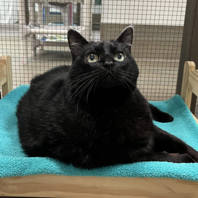 A black cat sitting on a small bed