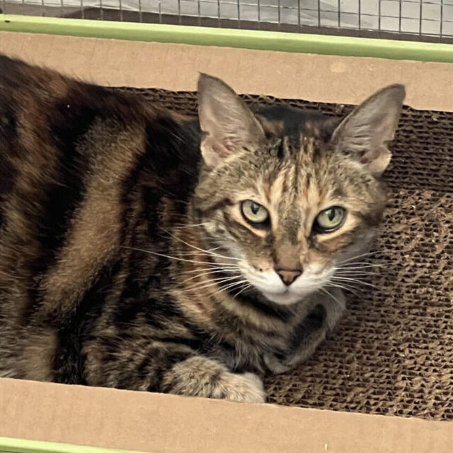 A multicolored cat sitting in a cardboard box