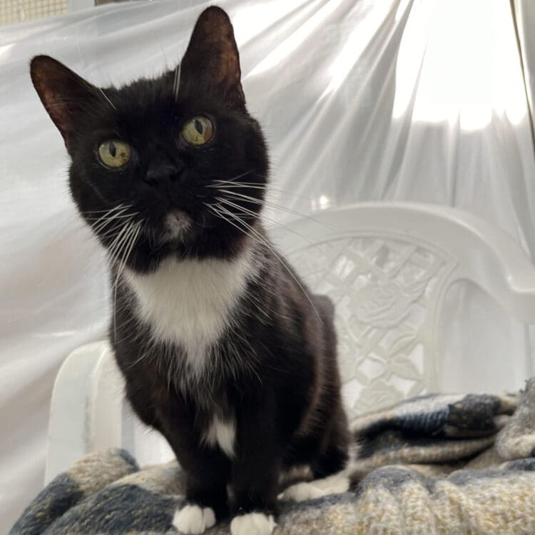 A black and white cat sitting on a chair