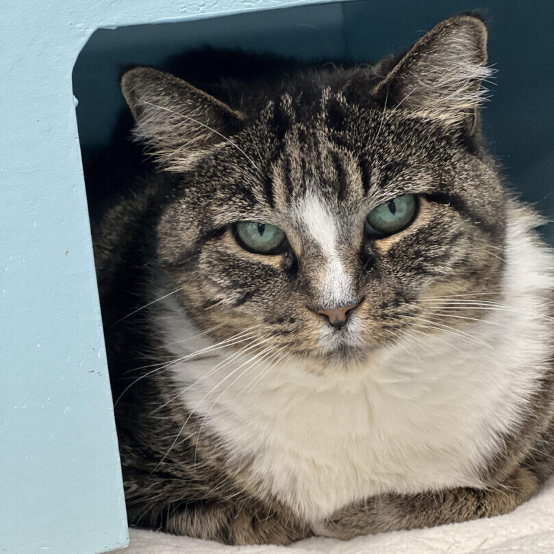 Tabby cat sitting inside a cozy pet carrier.