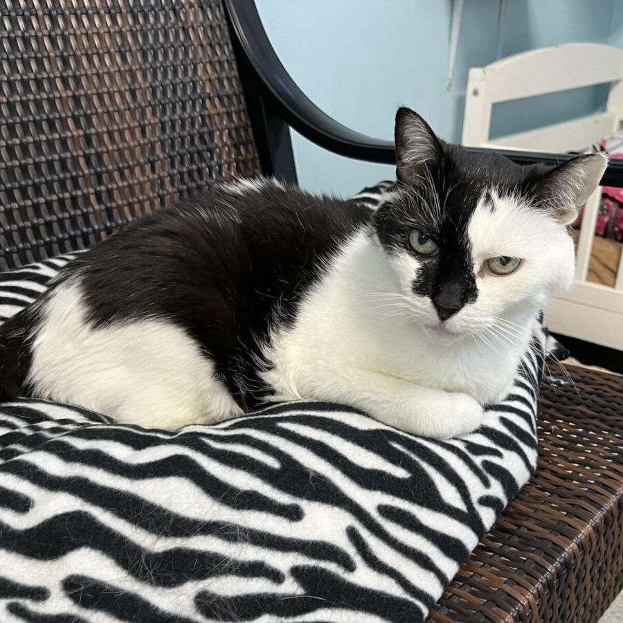 A black and white cat sitting on a bench