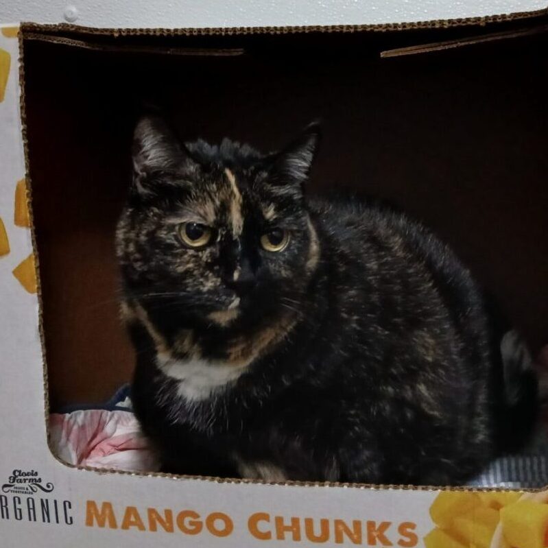 a cat sitting in a box