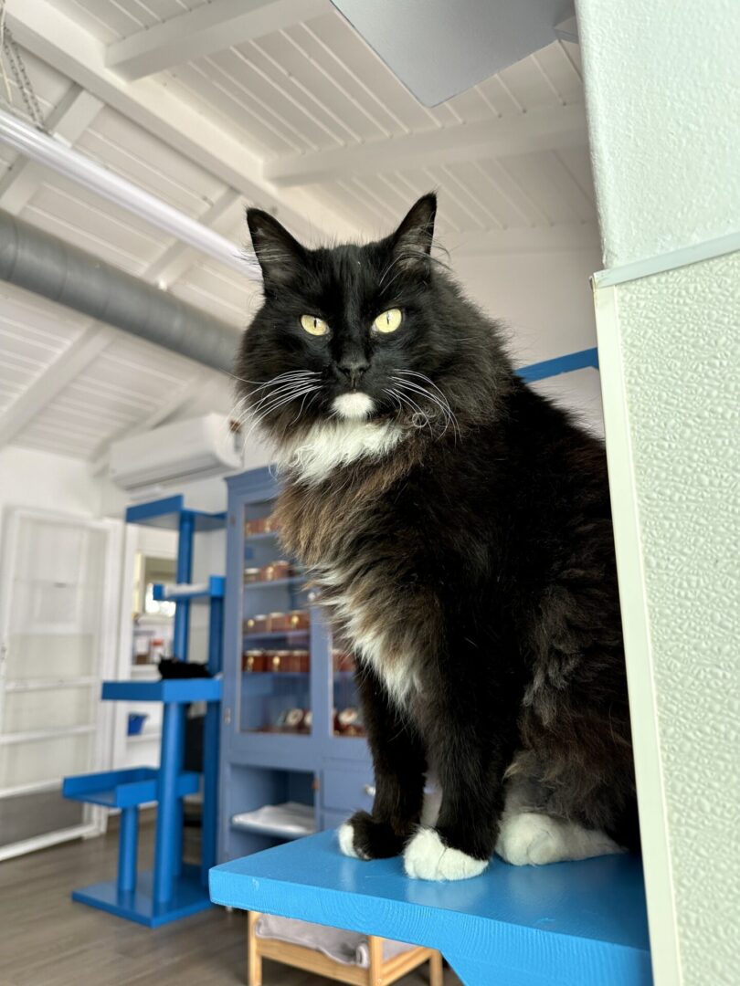 Black fluffy cat with white paws on shelf