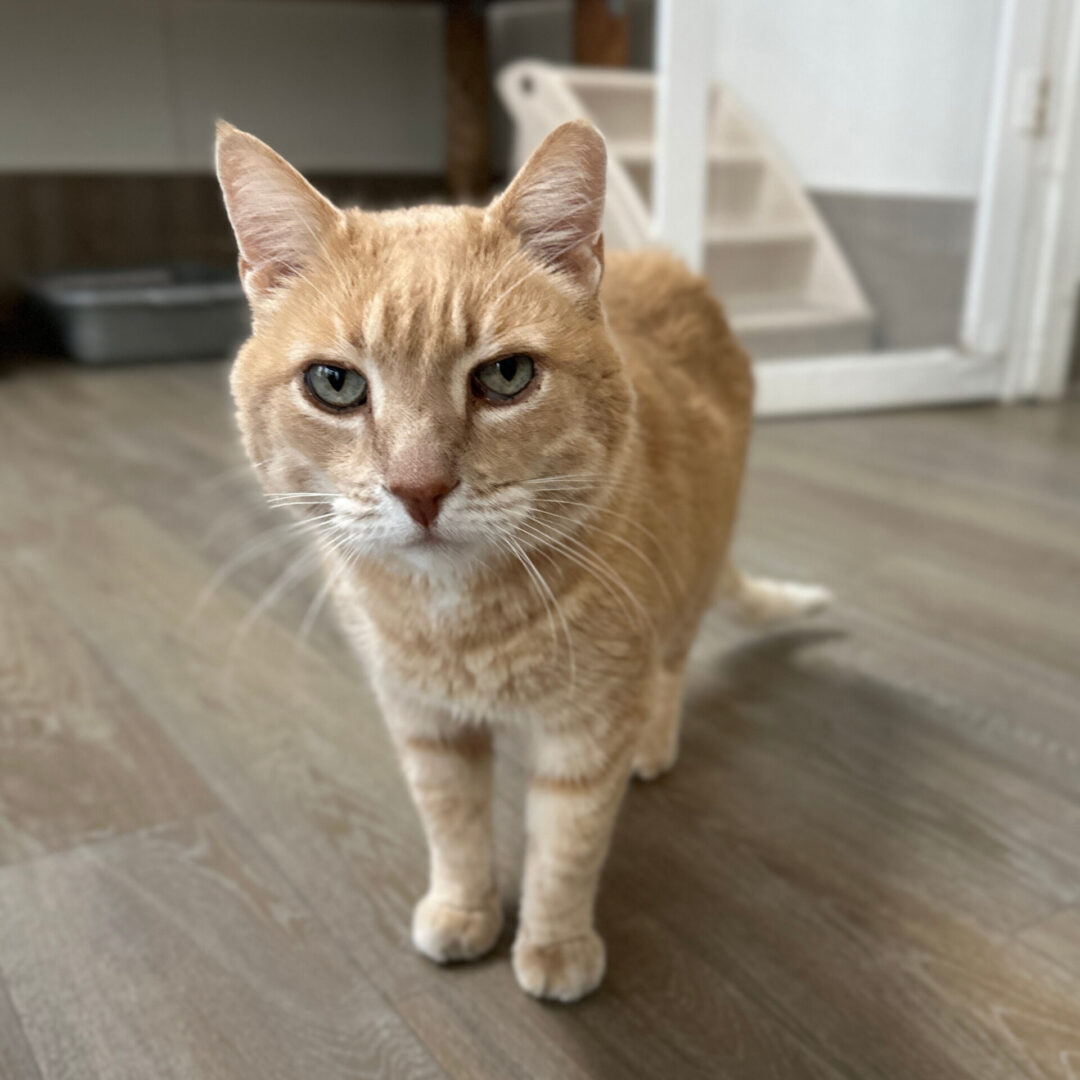 Orange tabby cat standing inside a cottage