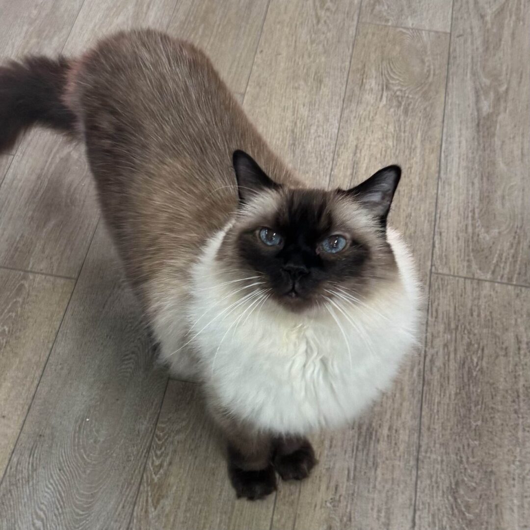 Himalayan cat standing on wood floor