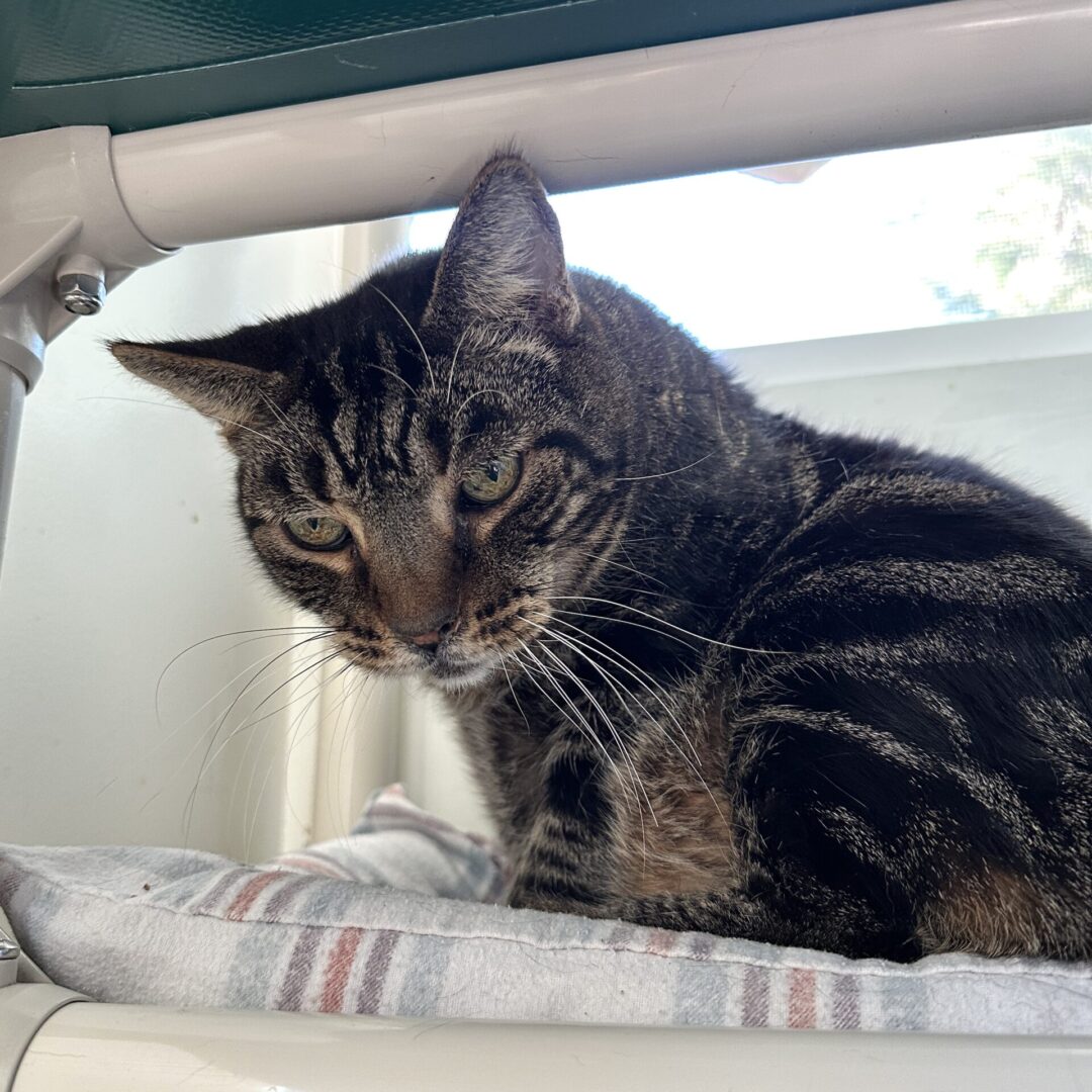 Brown tabby cat on bed