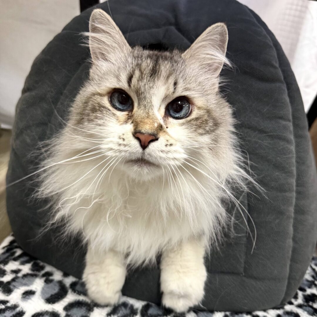 Fluffy cat in cave bed