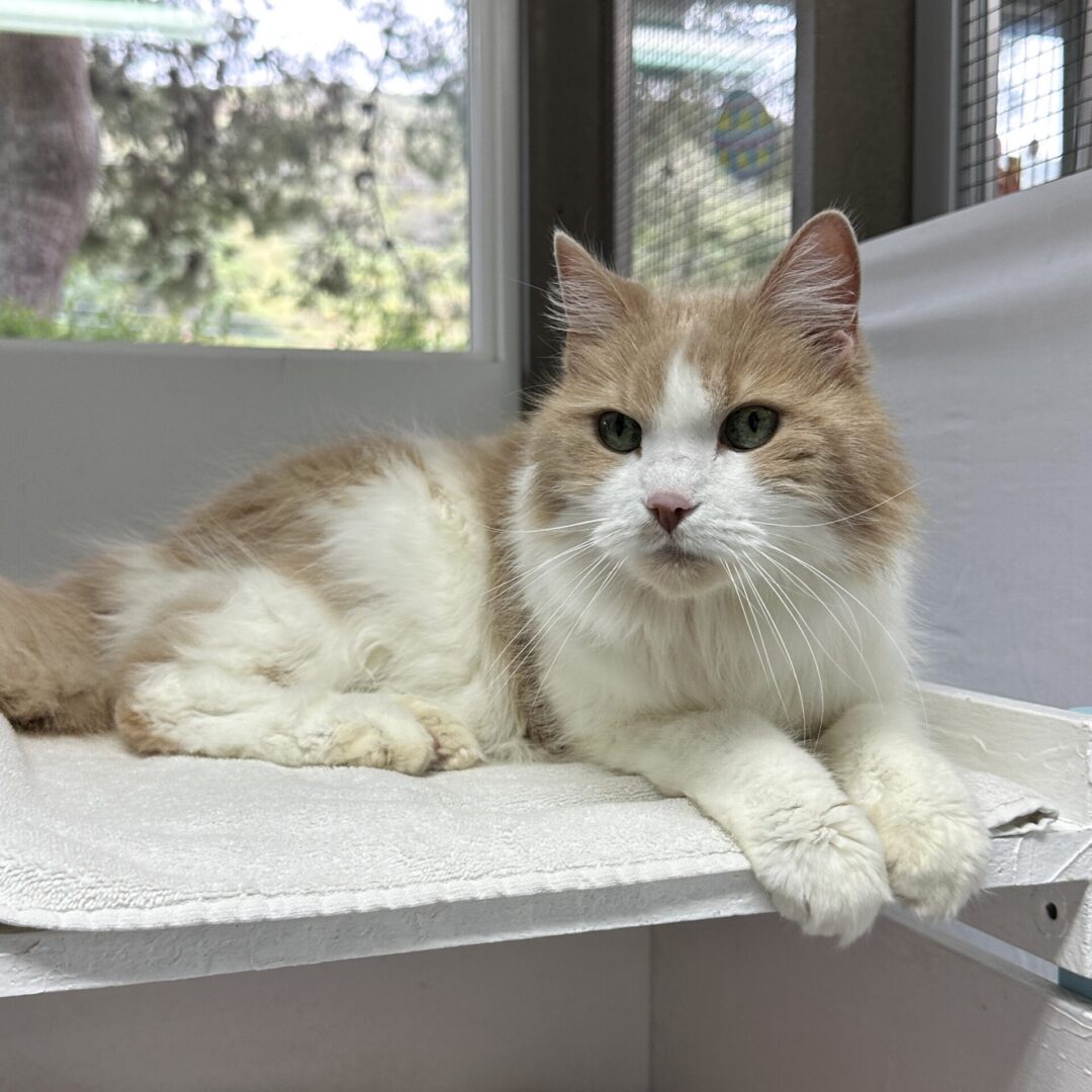 Fluffy orange and white cat